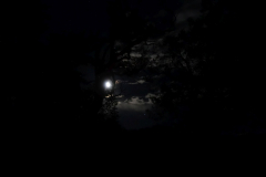 DSC03931